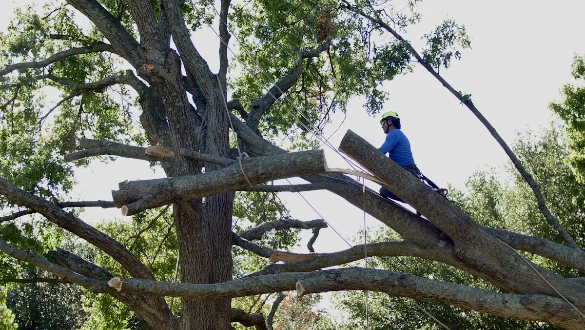 Professional Crown Thinning performed by certified arborists in Topanga